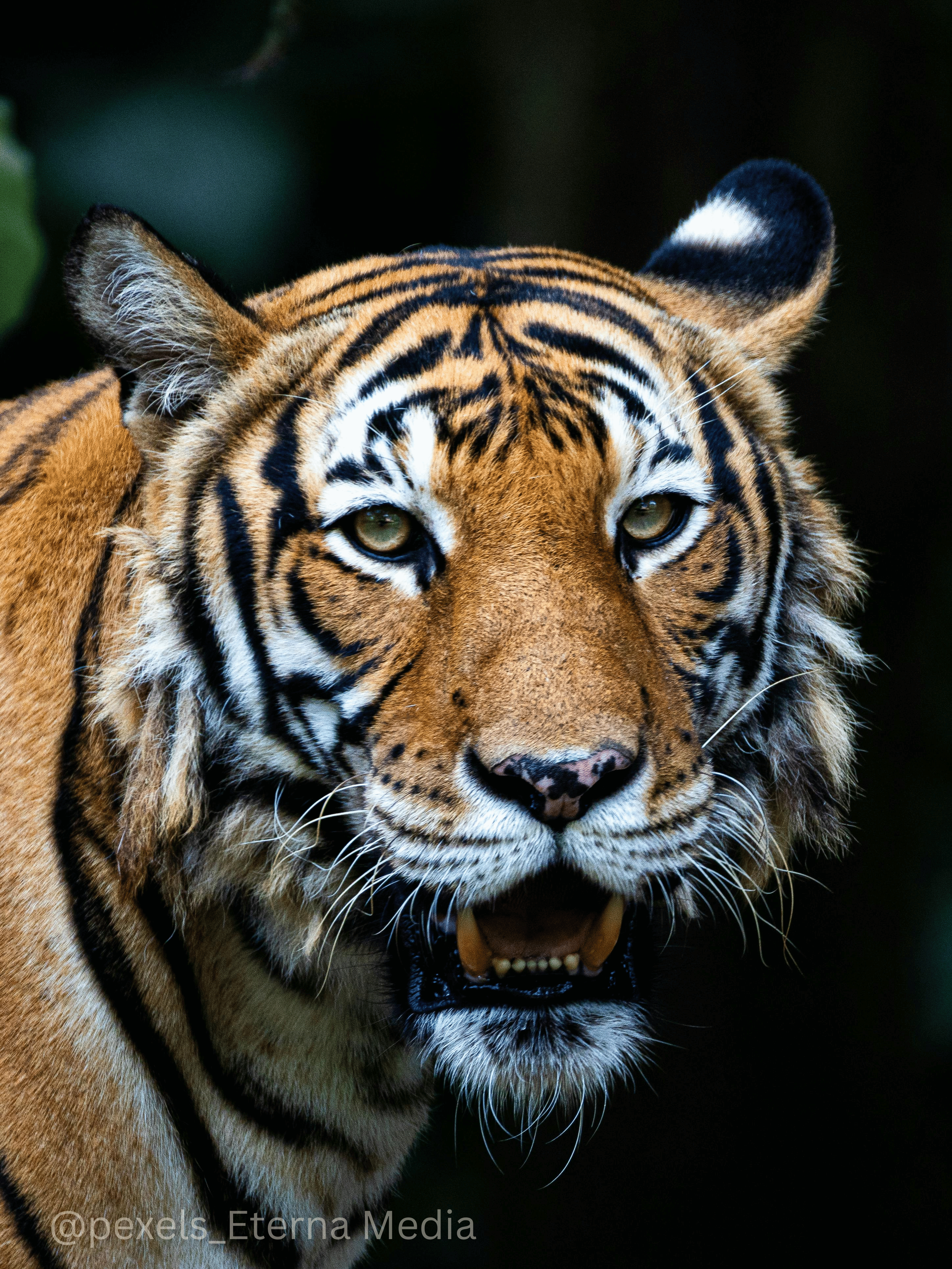 bird_watching_in_walterre_is_the_best_experience_for_bird_lovers_and_photographers_visiting_dehradun