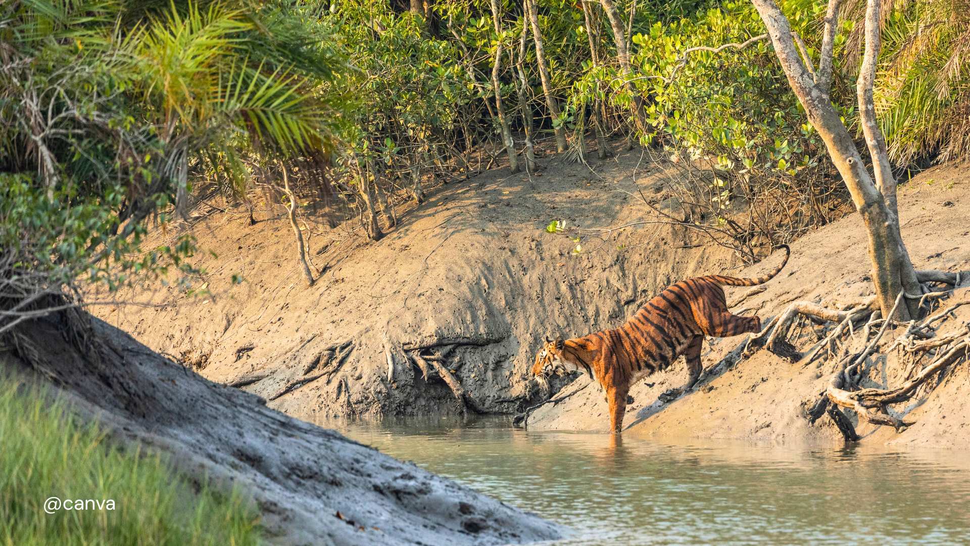 Sunderbans